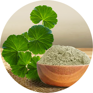 Gotu Kola Extract