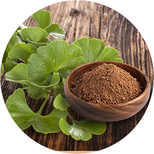 Ginkgo biloba Extract