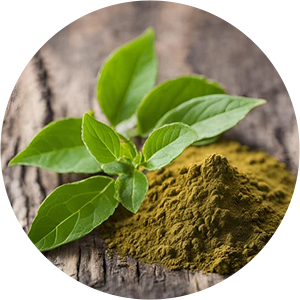 Gymnema Extract