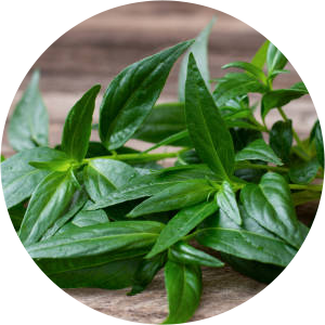 Andrographis Extract