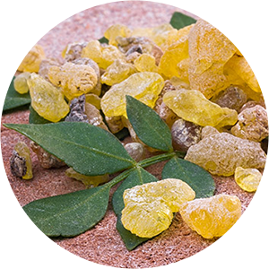 Boswellia Extract