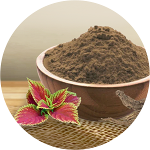 Coleus forskohlii Extract